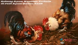 Sabung Ayam Kualitas Terbaik di Judi Ayam Online S128